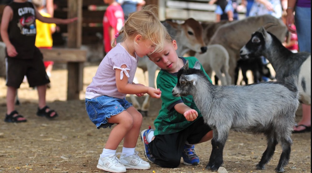 Two young children feeding a baby goat at a petting zoo
