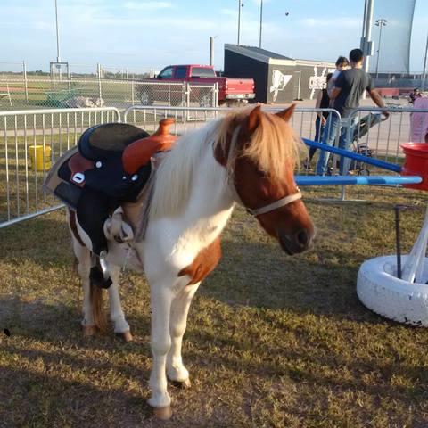 Saddled pony ready for rides at an outdoor event